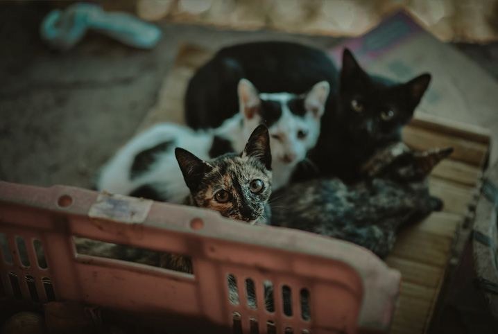 Gatos Abandonados